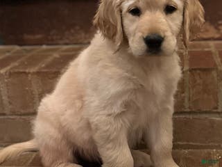 Golden Retriever dogs Natalia - Ad 21