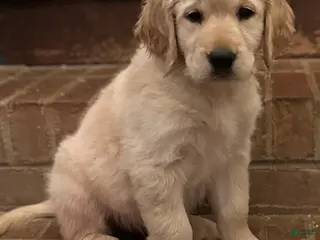 Golden Retriever dogs Natalia - Ad 35