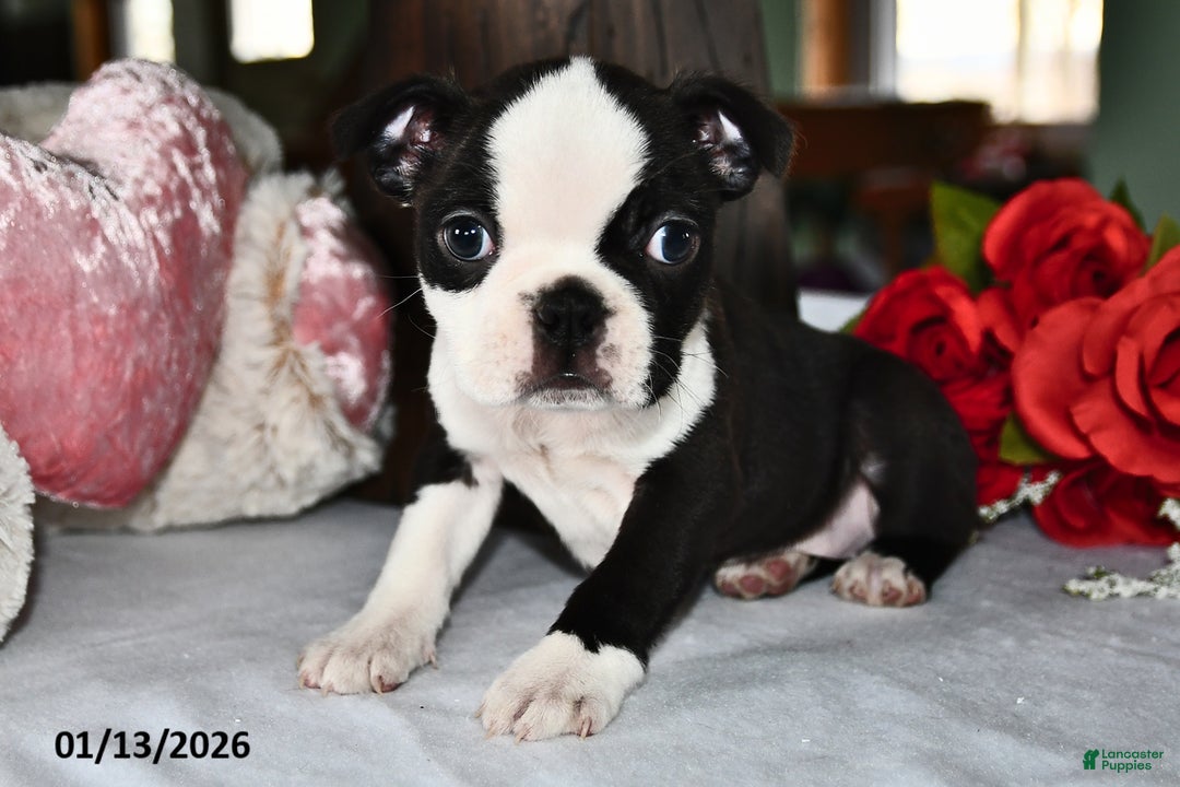 Boston Terrier dogs for sale: Queen   - Ad 1