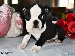 Boston Terrier dogs Queen - Ad 4