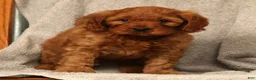 Cavapoo dogs for sale: Barney - Ad 7