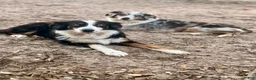Australian Shepherd dogs for sale: Ransom - Ad 8