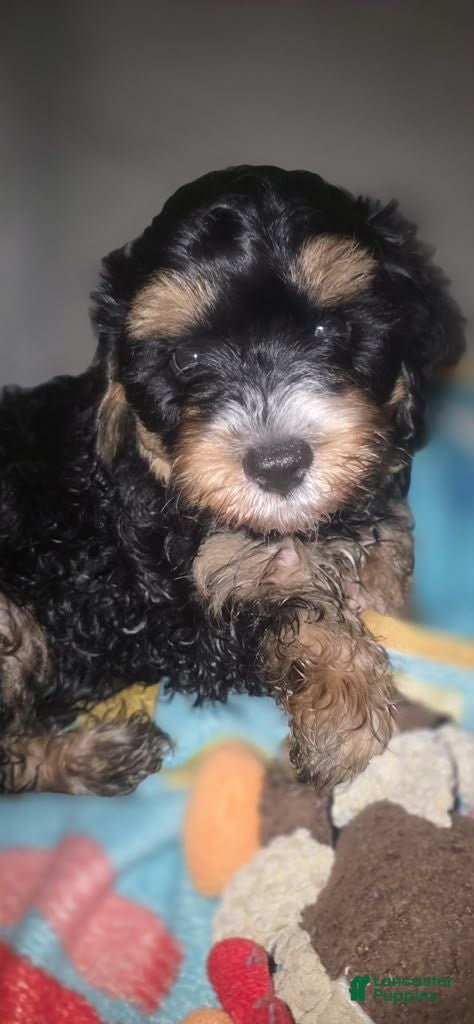 Cavapoo dogs Noctis - Ad 1
