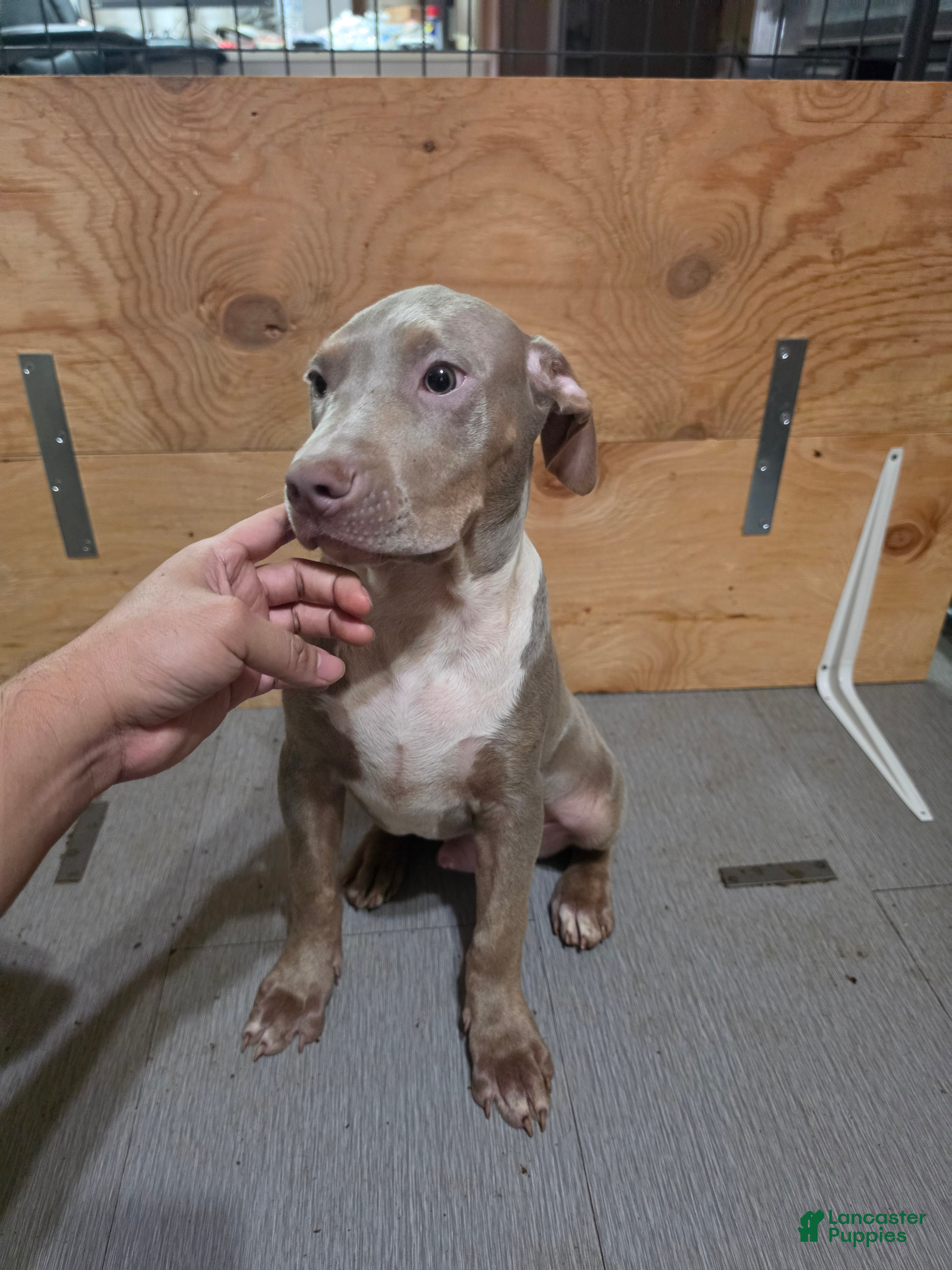 American Bully dogs American Bully 2 Male - Ad 1