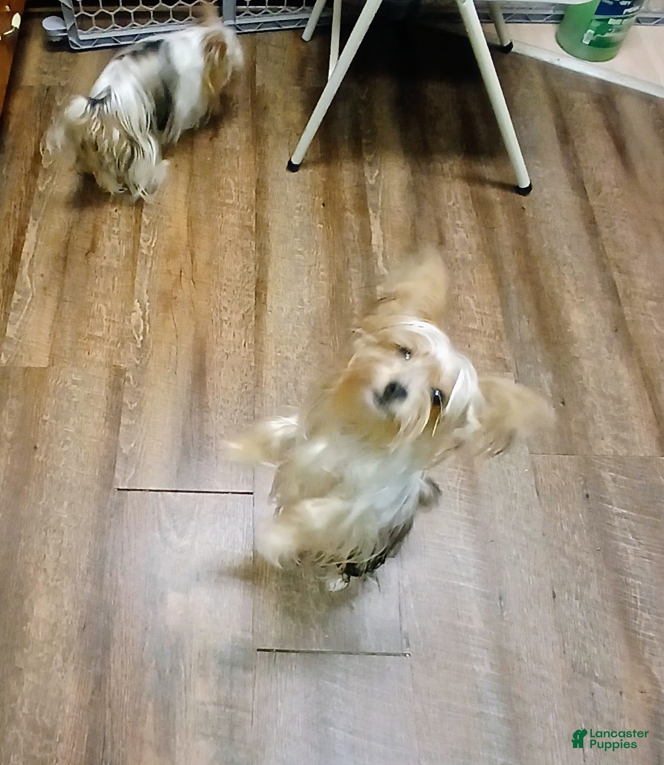 Yorkshire Terrier dogs Yorkshire Terrier Puppy 2 - Ad 1