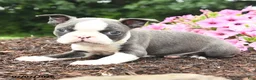 Boston Terrier dogs for sale: Dutchess - Ad 4