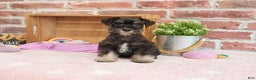 Miniature Schnauzer dogs for sale: Mercy - Ad 10