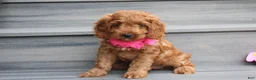Cockapoo dogs for sale: Lacie - Ad 4
