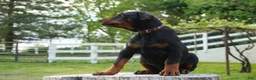 Doberman Pinscher dogs for sale: Molly - Ad 4