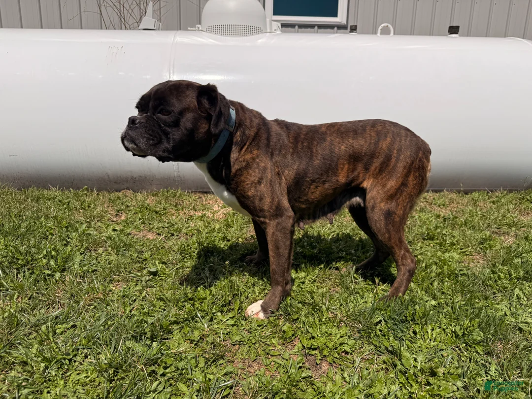 Boxer dogs for sale: Pepper - Ad 2