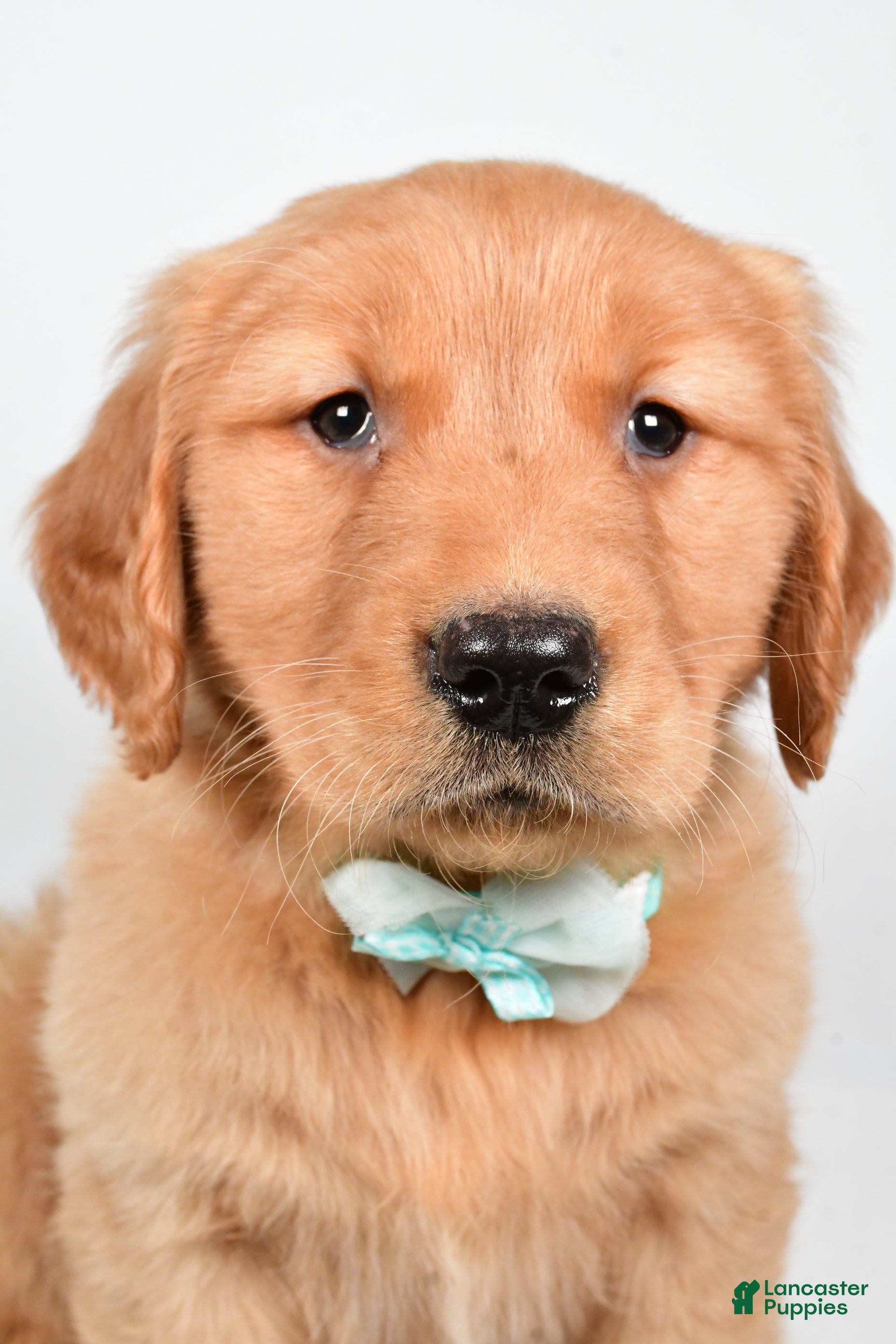 Golden Retriever dogs Charlie - Ad 4