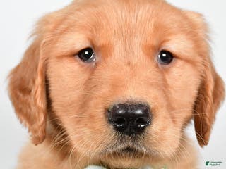 Golden Retriever dogs Charlie - Ad 4