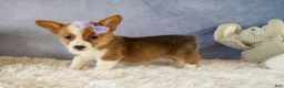 Welsh Corgi Pembroke dogs for sale: Yo-Yo 💕 - Ad 14