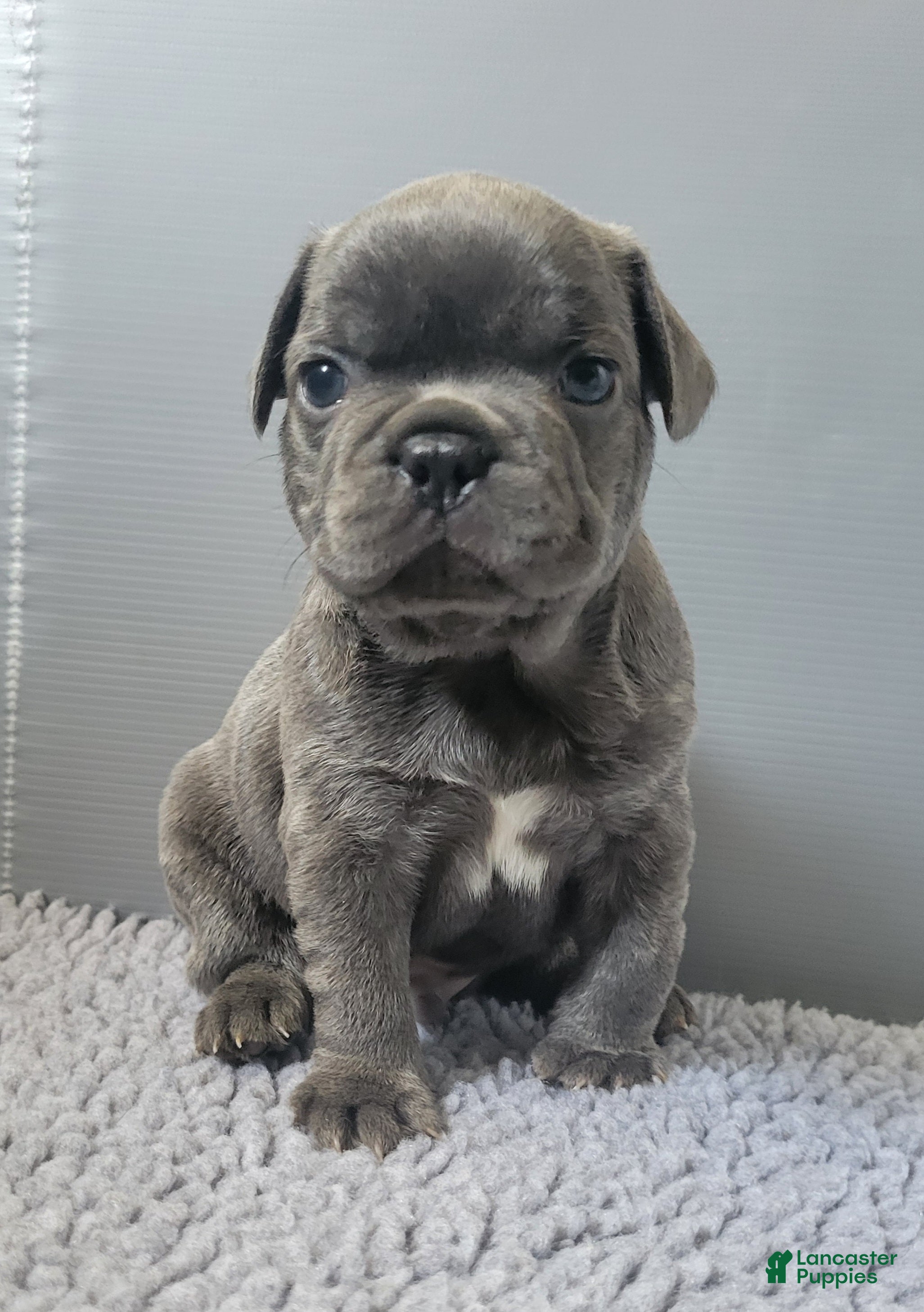 French Bulldog dogs Tank - Ad 1