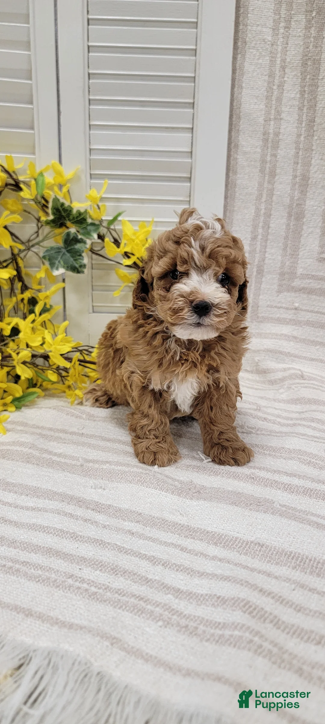 Toy Poodle dogs for sale: Sunshine  - Ad 11