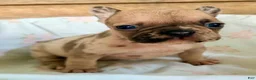 French Bulldog dogs for sale: French Bulldog 6 - Ad 4