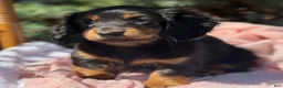 Miniature Dachshund dogs for sale: Bella - Ad 6