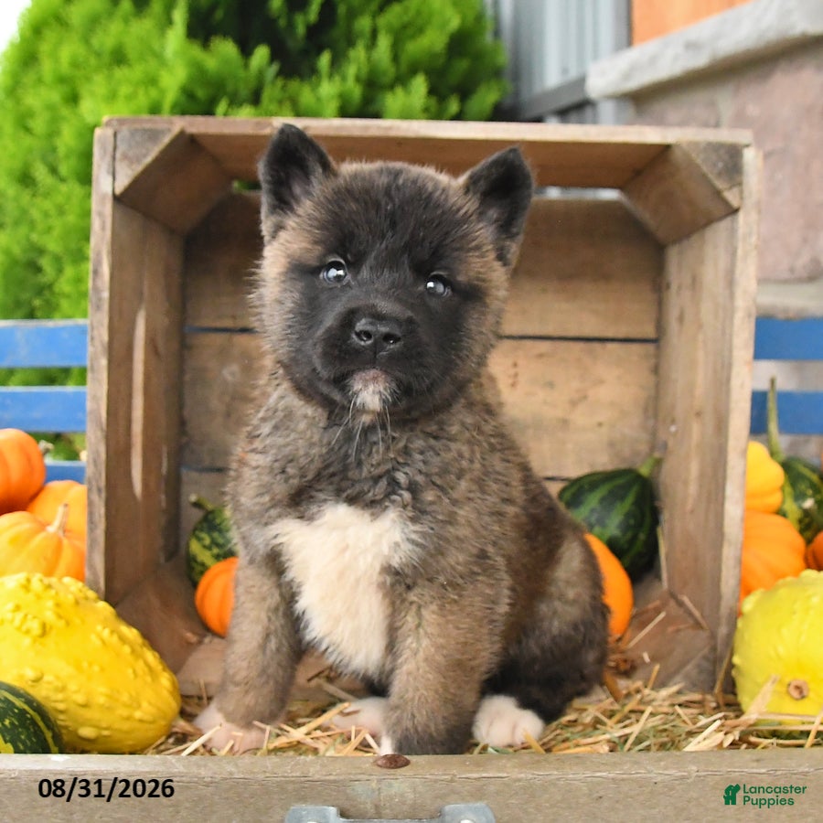 Akita dogs Nakoda - Ad 1