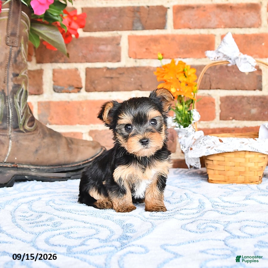 Yorkshire Terrier dogs Waldo - Ad 1