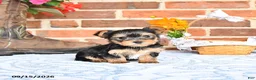 Yorkshire Terrier dogs for sale: Waldo - Ad 1
