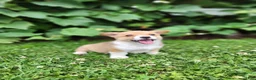 Welsh Corgi Pembroke dogs for sale: Aaron - Ad 5