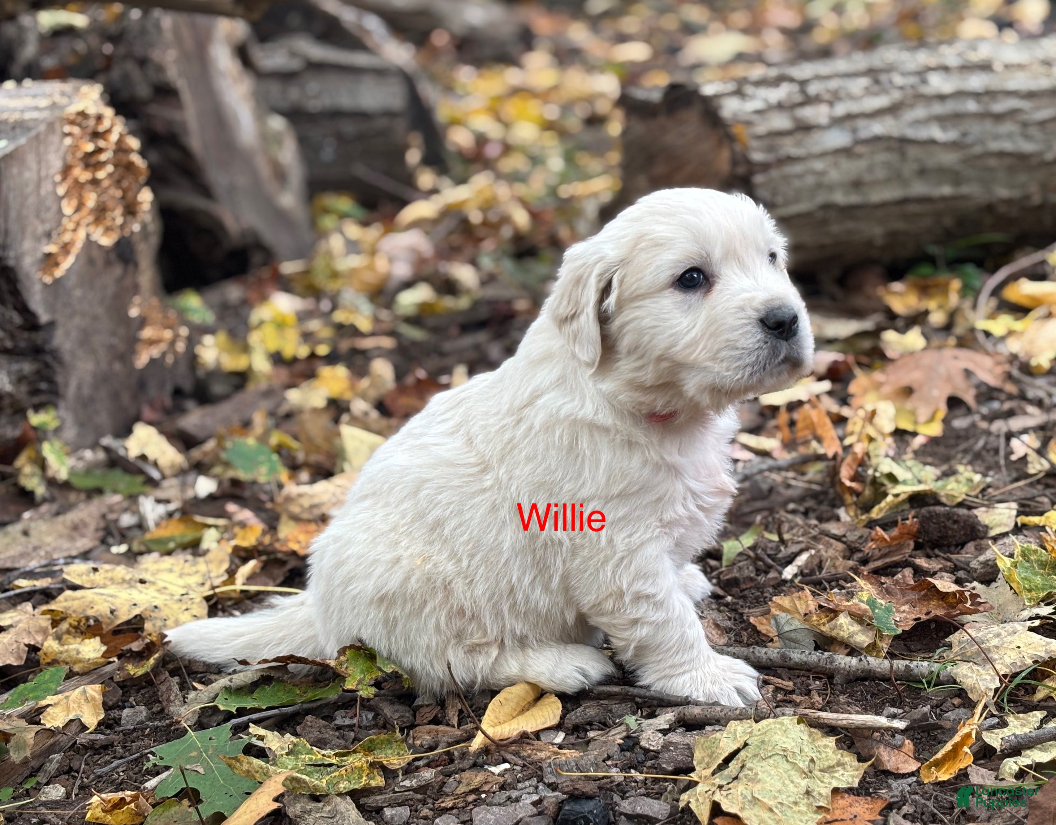 Golden Retriever dogs Willie - Ad 36
