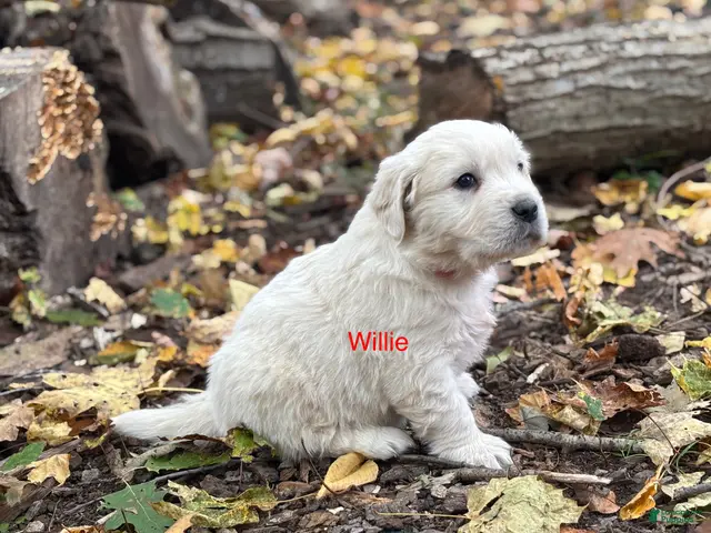 Golden Retriever dogs Willie - Ad 36