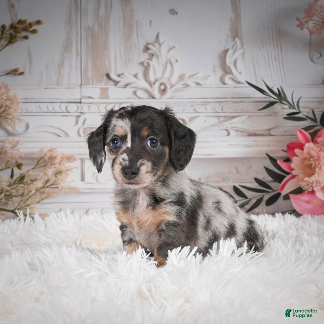 Miniature Dachshund dogs for sale: Precious-AKC - Ad 13