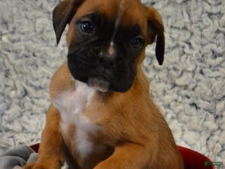 Boxer dogs Reese - Ad 8