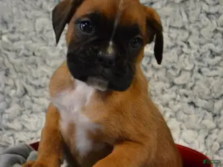 Boxer dogs Reese - Ad 22