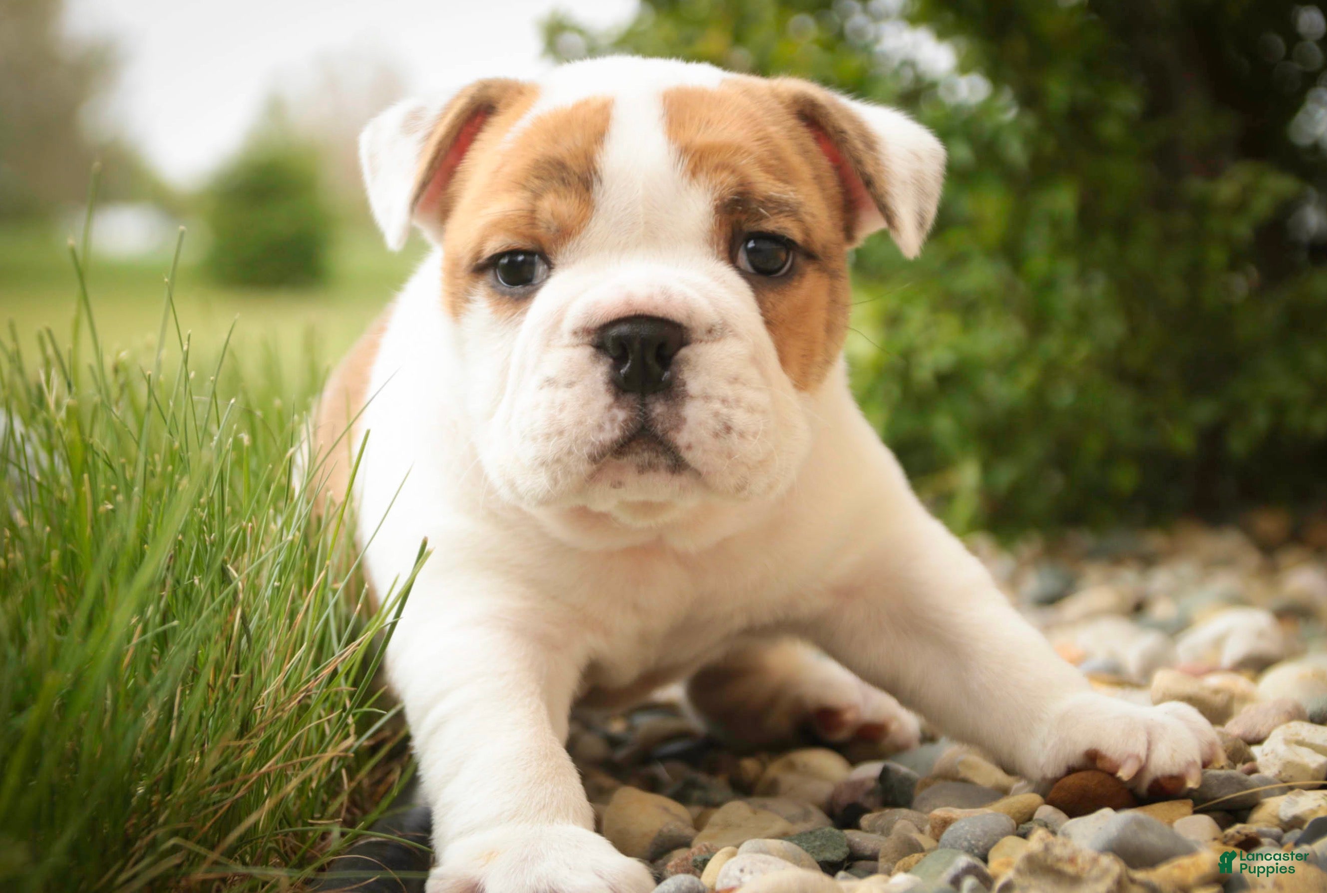 English Bulldog dogs Ottis English Bulldog Puppy  - Ad 1