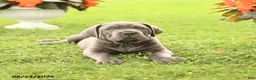 Cane Corso dogs for sale: Dirk - Ad 4