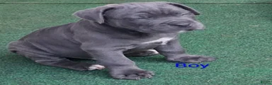 Cane Corso 1
