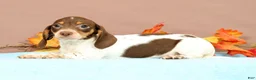 Miniature Dachshund dogs for sale: Autumn - Ad 5