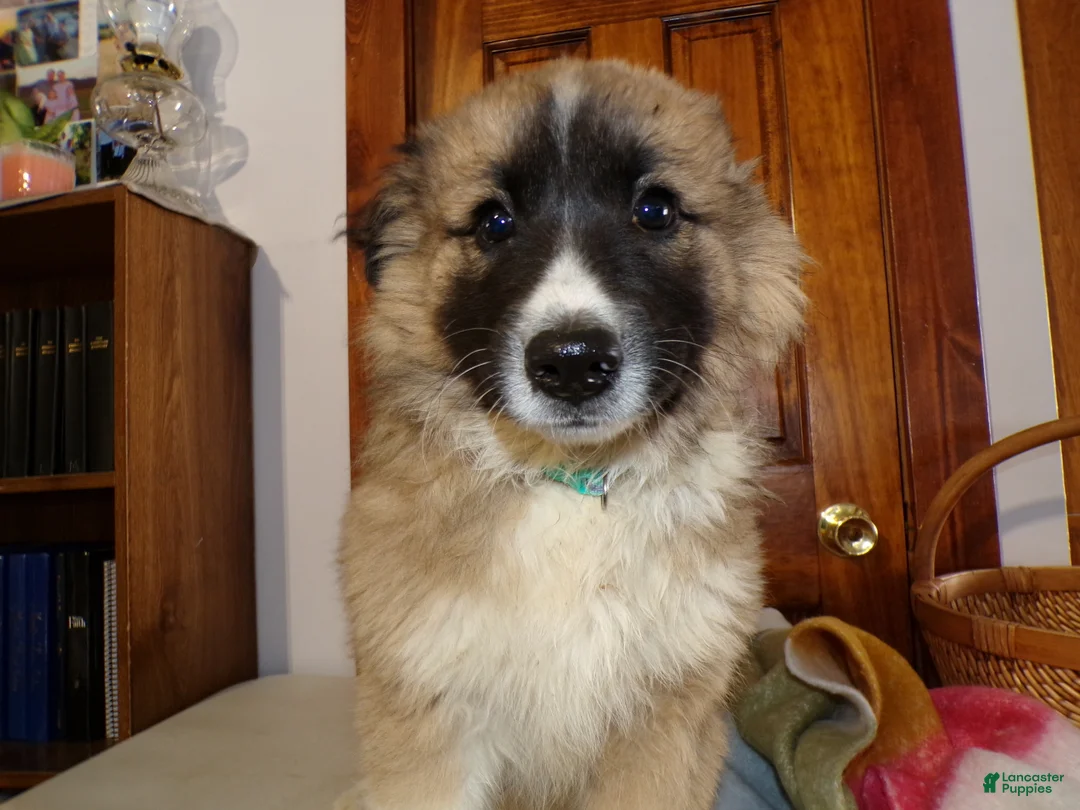 Mixed Breed dogs for sale: Mixed Breed Puppy 2 Gyp - Ad 2