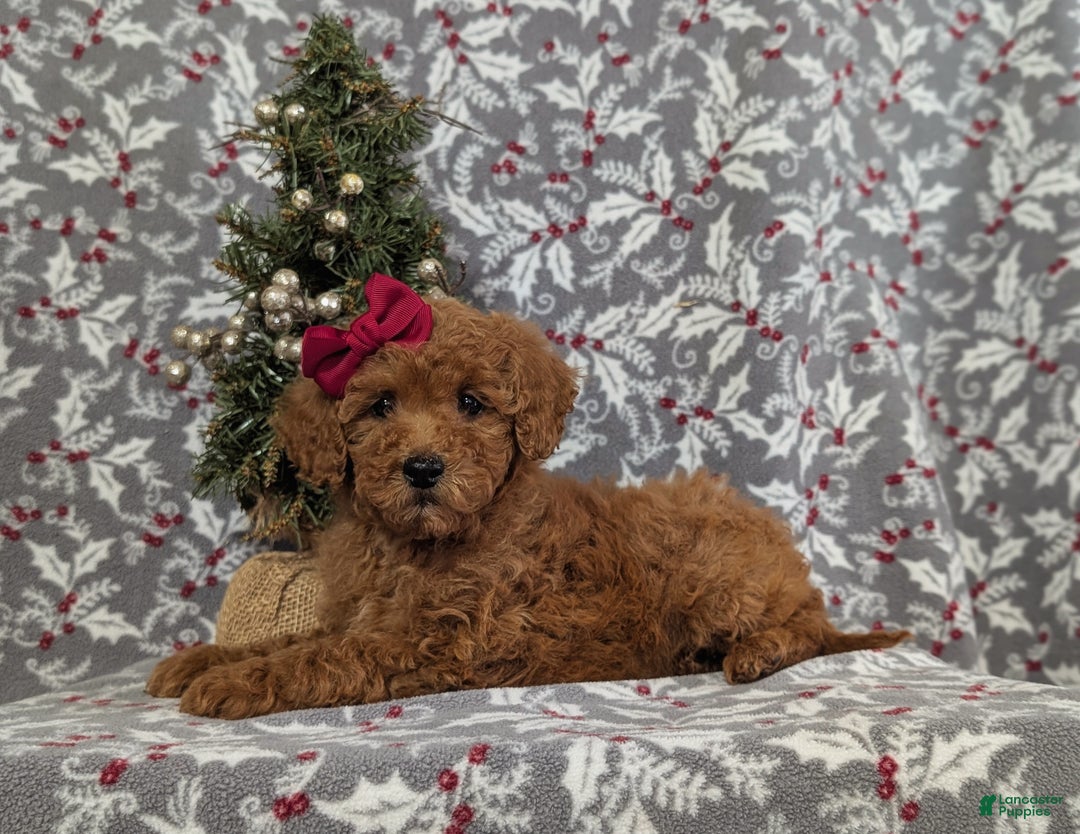 Miniature Poodle dogs for sale: Cheri - Ad 4