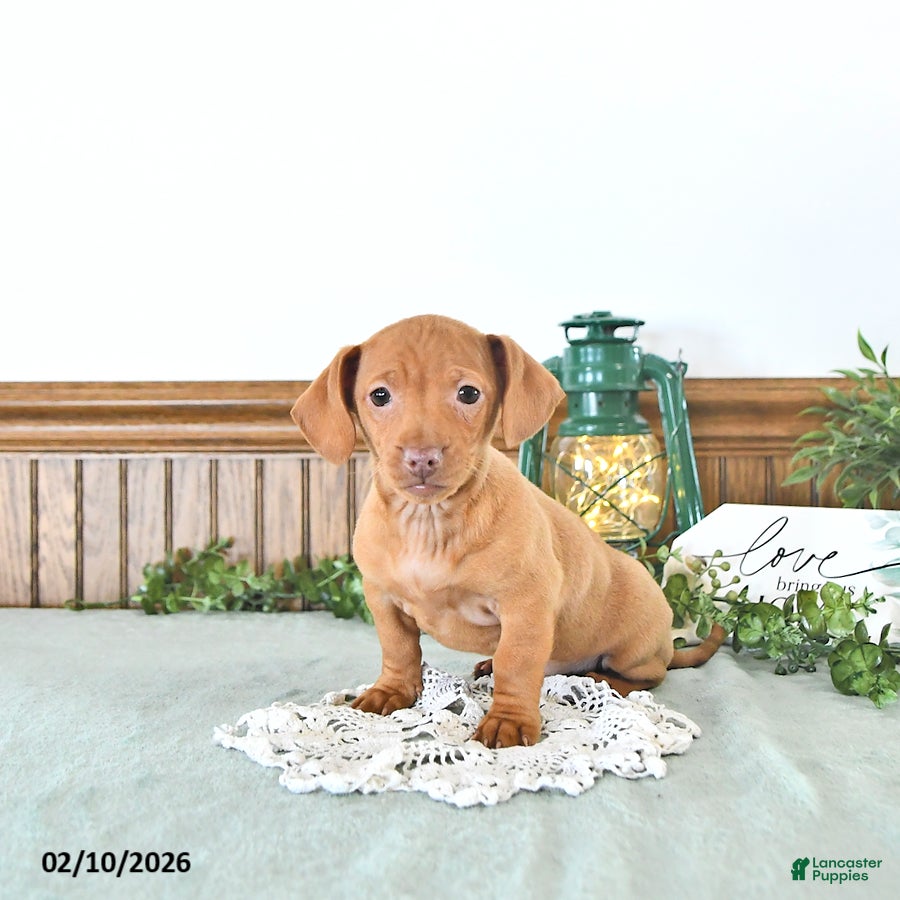 Miniature Dachshund dogs Bella   - Ad 2