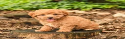 Maltipoo dogs for sale: Teddy - Ad 2