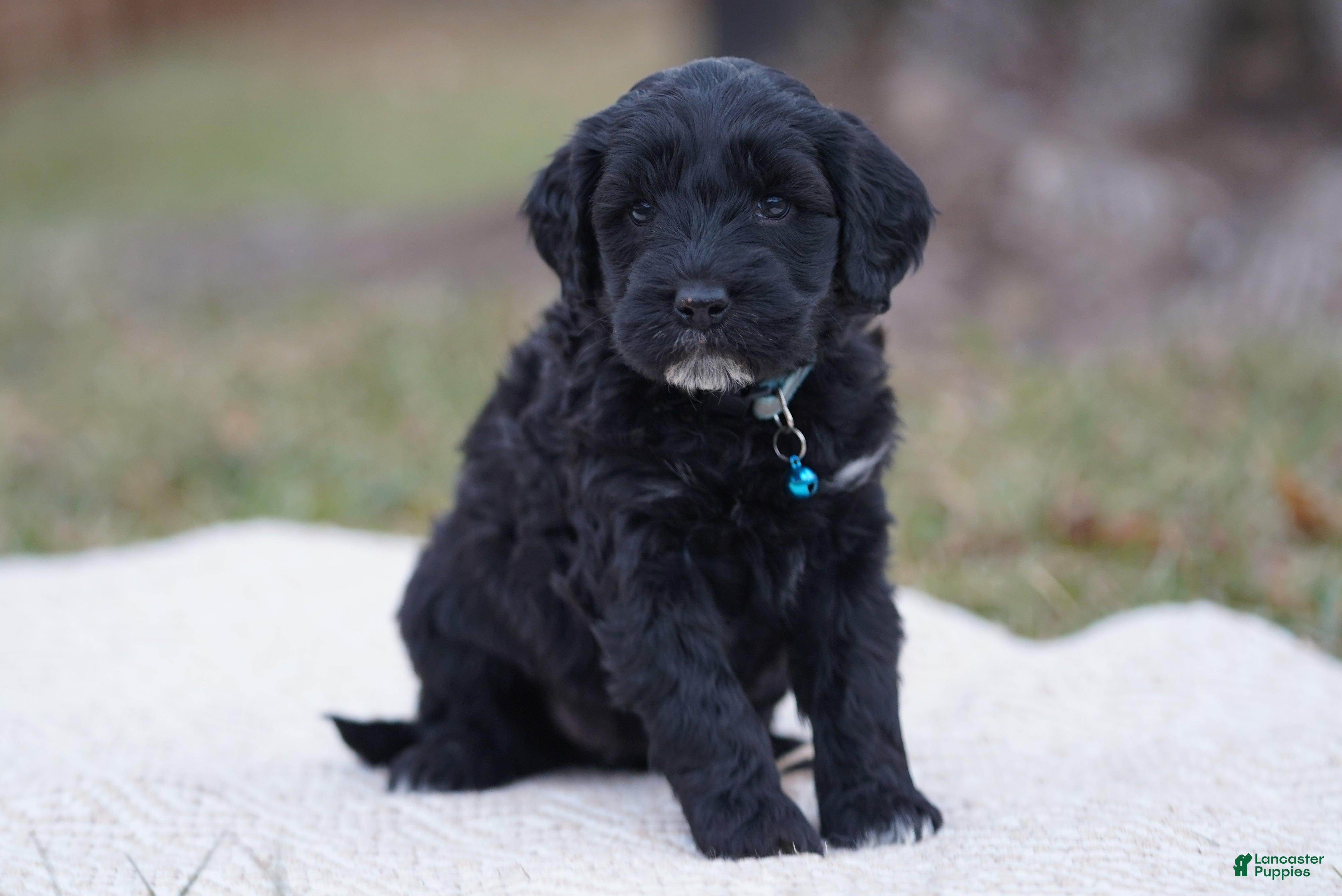 Portuguese Water Dog dogs Brianna  - Ad 27