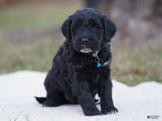 Portuguese Water Dog dogs Brianna - Ad 27
