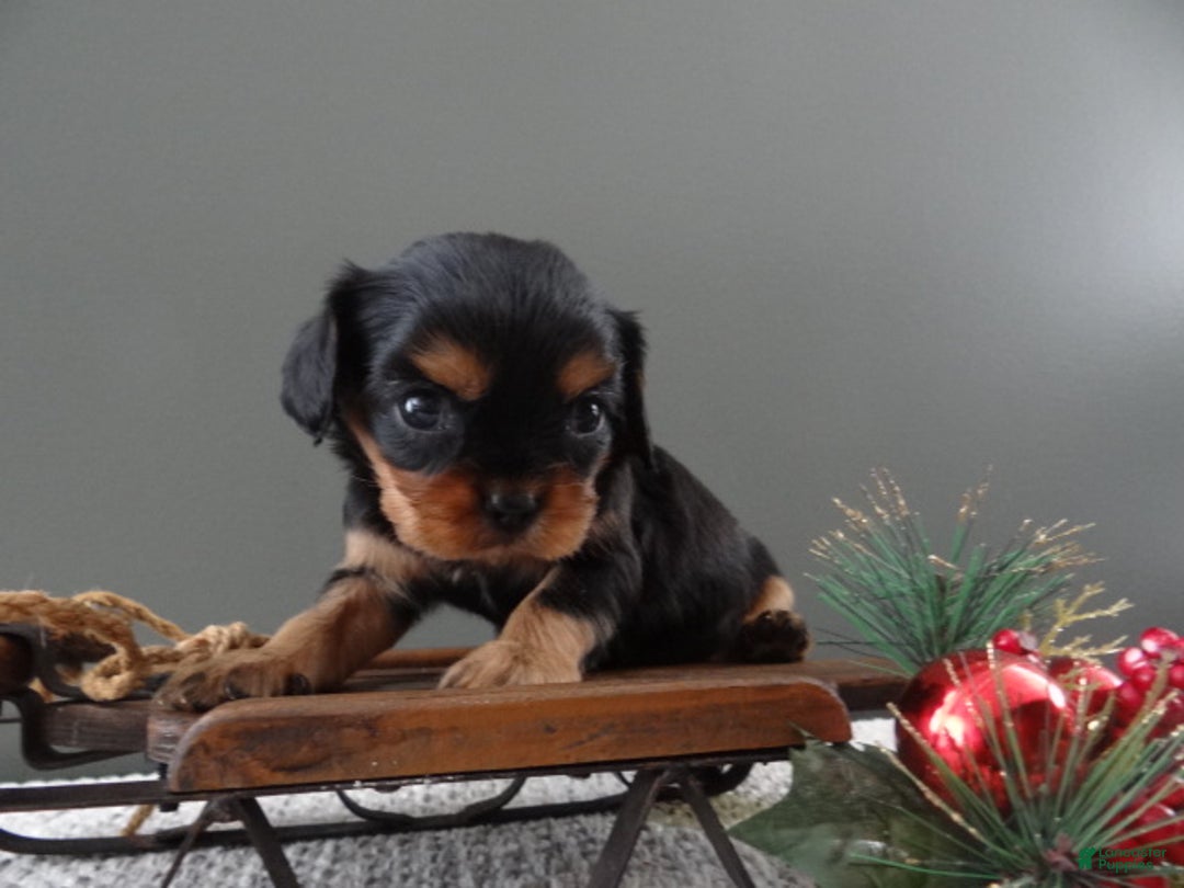 Cavalier King Charles Spaniel dogs for sale: Rhett - Ad 6
