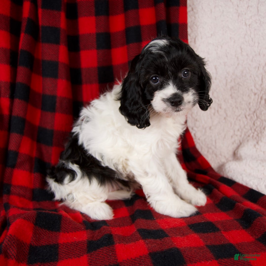 Cavapoo dogs for sale: Stella - Ad 2