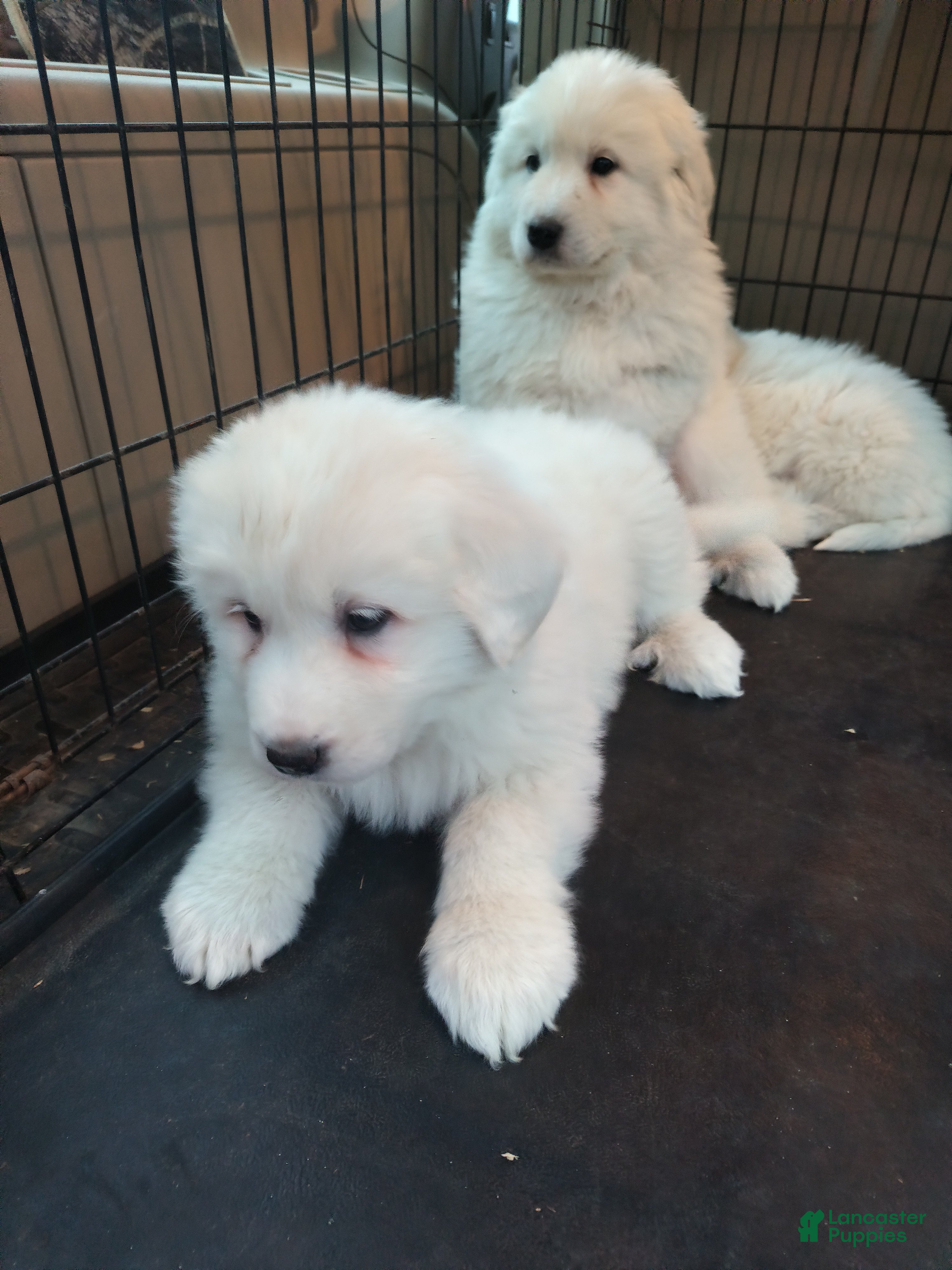 Great Pyrenees dogs Great Pyrenees Puppy 3 - Ad 1