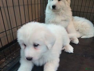 Great Pyrenees dogs Great Pyrenees Puppy 3 - Ad 1