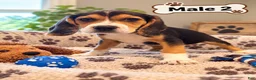 Beagle dogs for sale: Benny - Ad 1