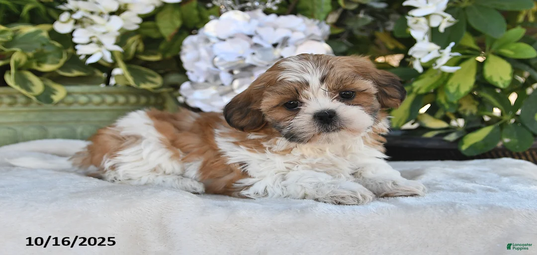 Gallery Image {{count}}