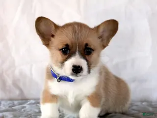 Welsh Corgi Pembroke dogs Linus - Ad 24