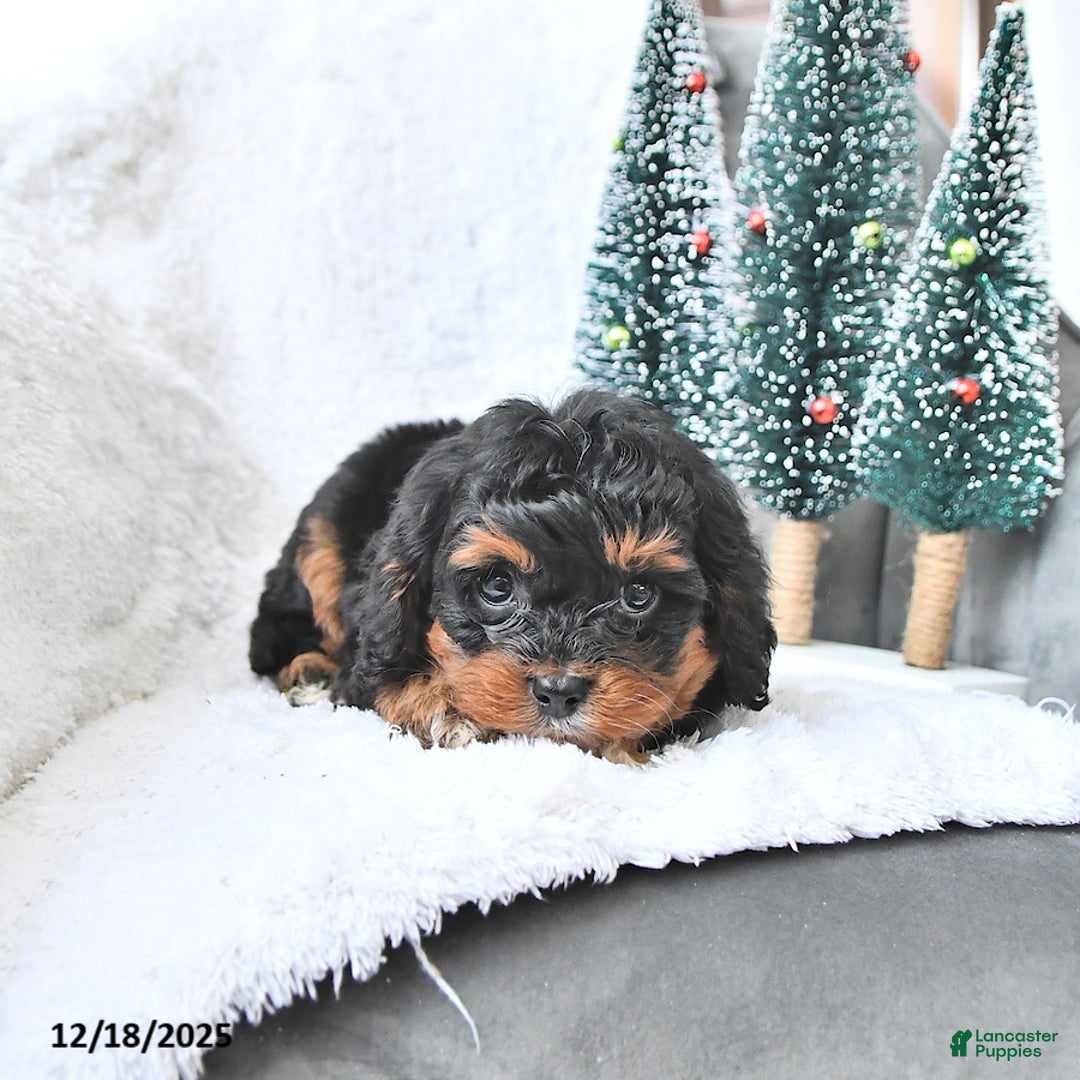 Cavapoo dogs for sale: Comet - Ad 3