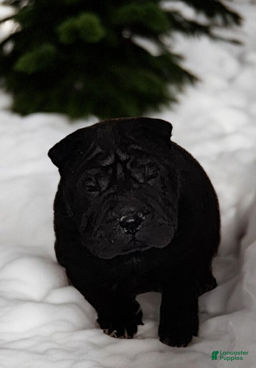 Shar Pei dogs Ebony mini  - Ad 7