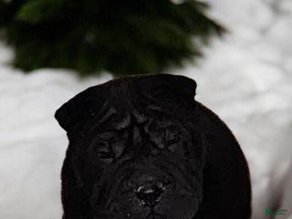 Shar Pei dogs Ebony mini - Ad 7
